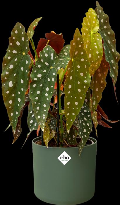 Actual product image Elho b.for soft (13.80 cm)