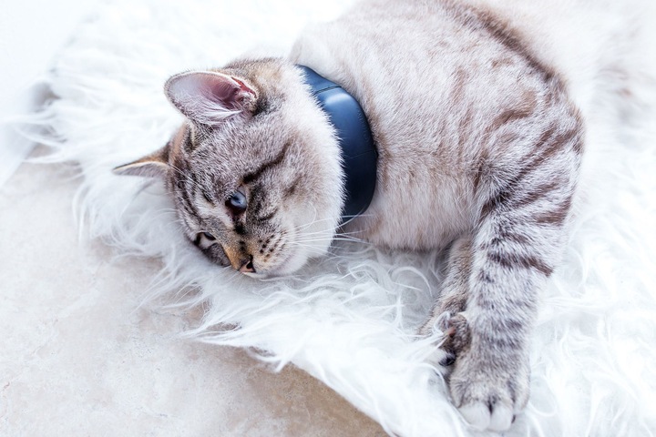 Produktbild Tractive GPS Tracker (Katze, Spazieren)