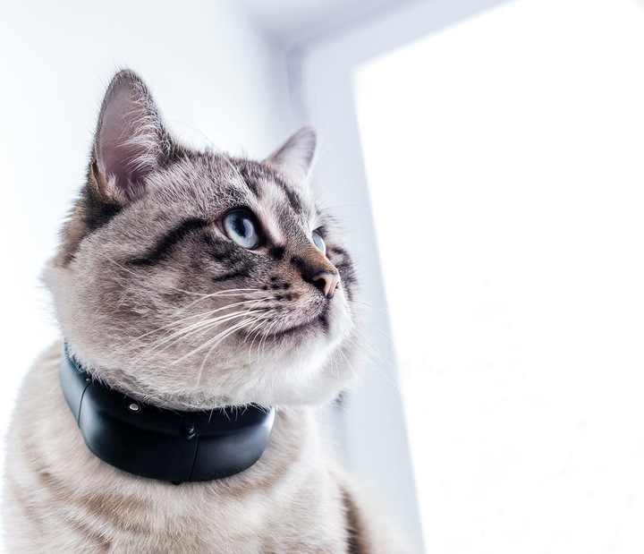 Produktbild Tractive GPS Tracker (Katze, Spazieren)