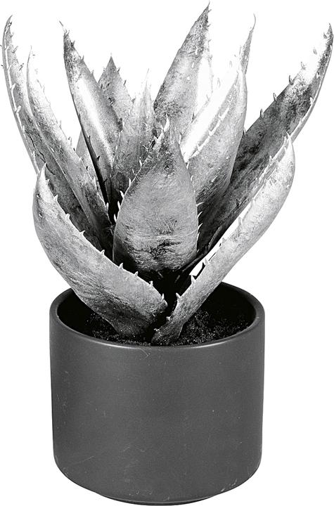 Produktbild EK Agave (27 cm)