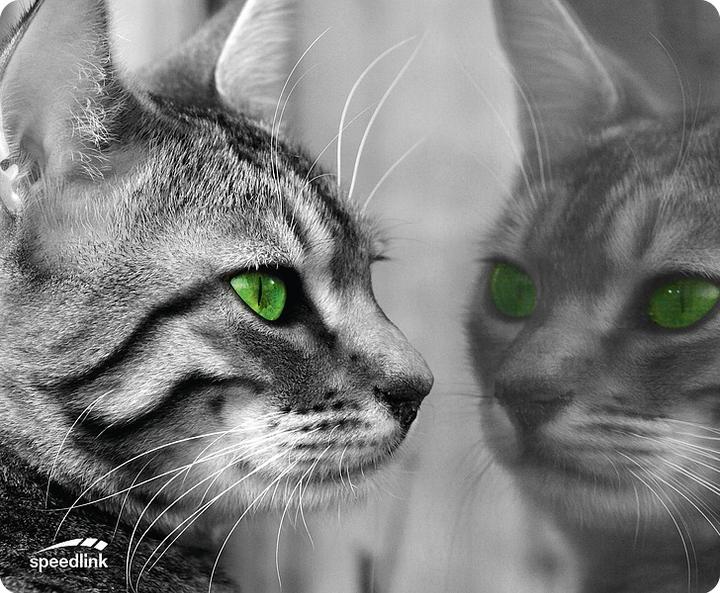 Speedlink Silk Cat (M)