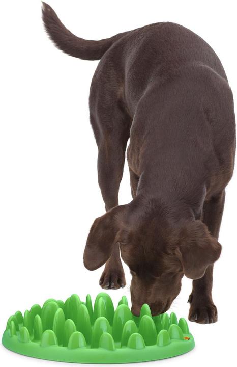 Image du produit Northmate Écuelle interactive