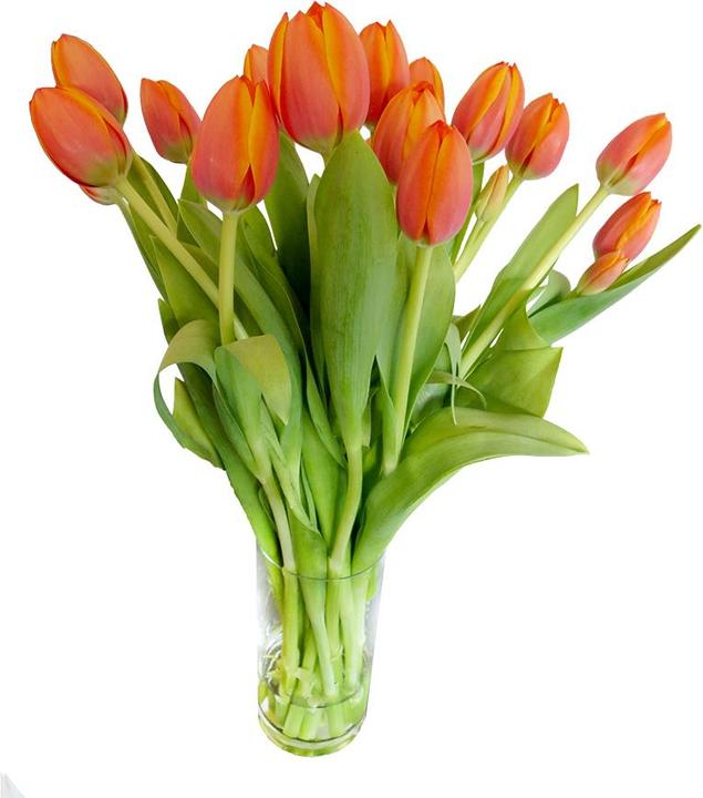 Image du produit Rutishauser Blumen Tulipes (Fleurs coupées)