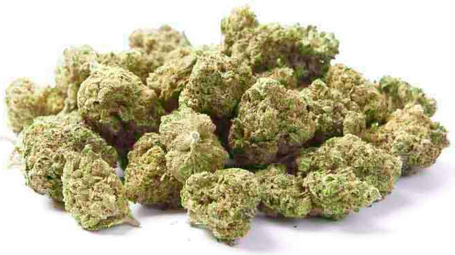 Produktbild Herba di Berna Harlequin Minibuds (42 g, Indoor)