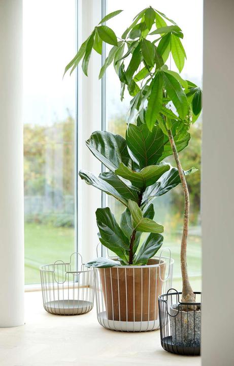 Produktbild Zone Denmark Zone (30 cm, 1x)