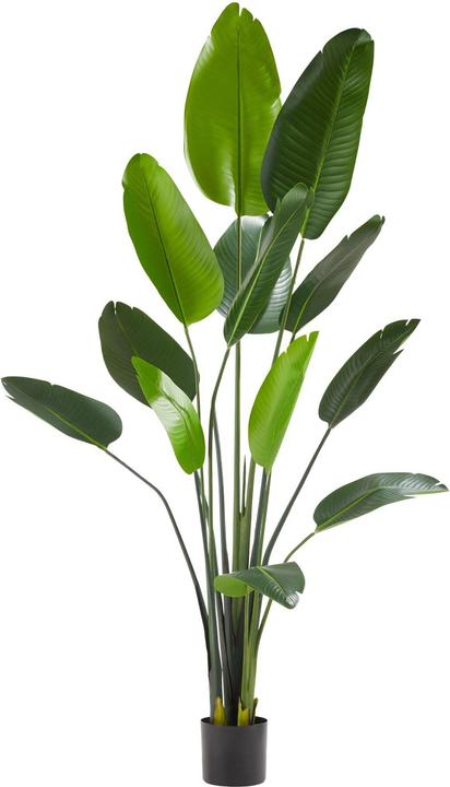 Produktbild tectake Paradiesvogelbaum Tropic (180 cm)