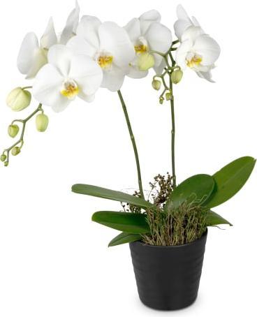 Immagine prodotto Fleurop Orchidea bianca (Phalaenopsis) in cachepot