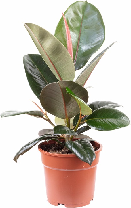 Actual product image Flowerbox Rubber tree - Ficus elastica Robusta (50 cm)