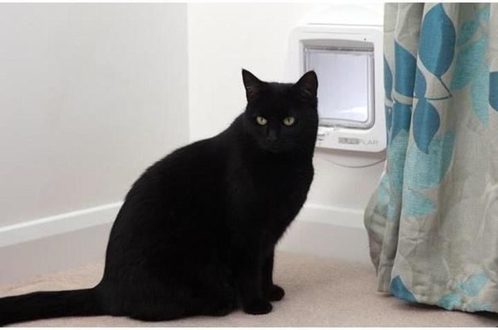 Actual product image SureFlap Connect (Microchip Cat Flap)