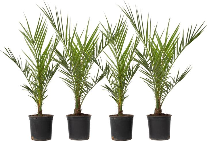 Image du produit Plant in a Box Phoenix canariensis - Set de 4 dattiers des Canaries (50 cm)
