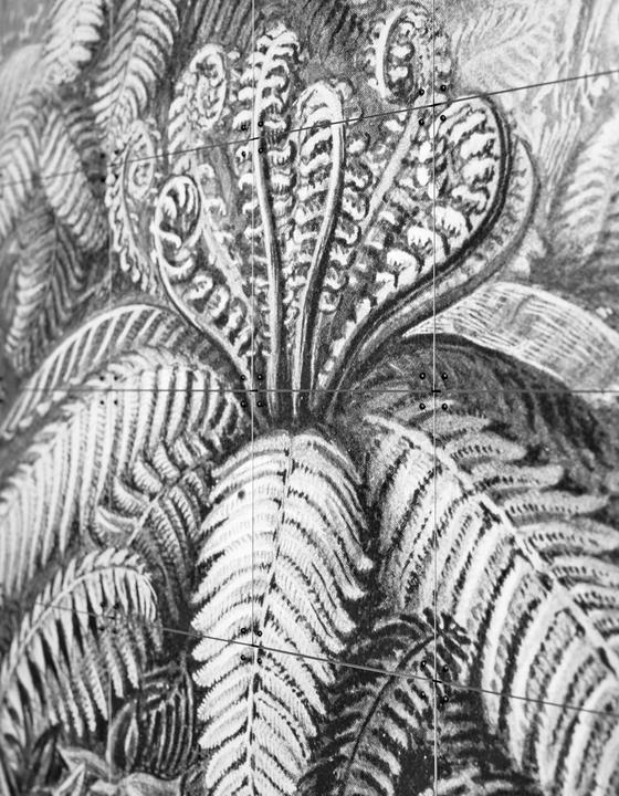 Actual product image Ixxi Ferns (120 x 160 cm)