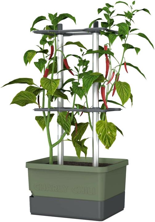 Gusta Garden Charly Chili (35.35 cm)