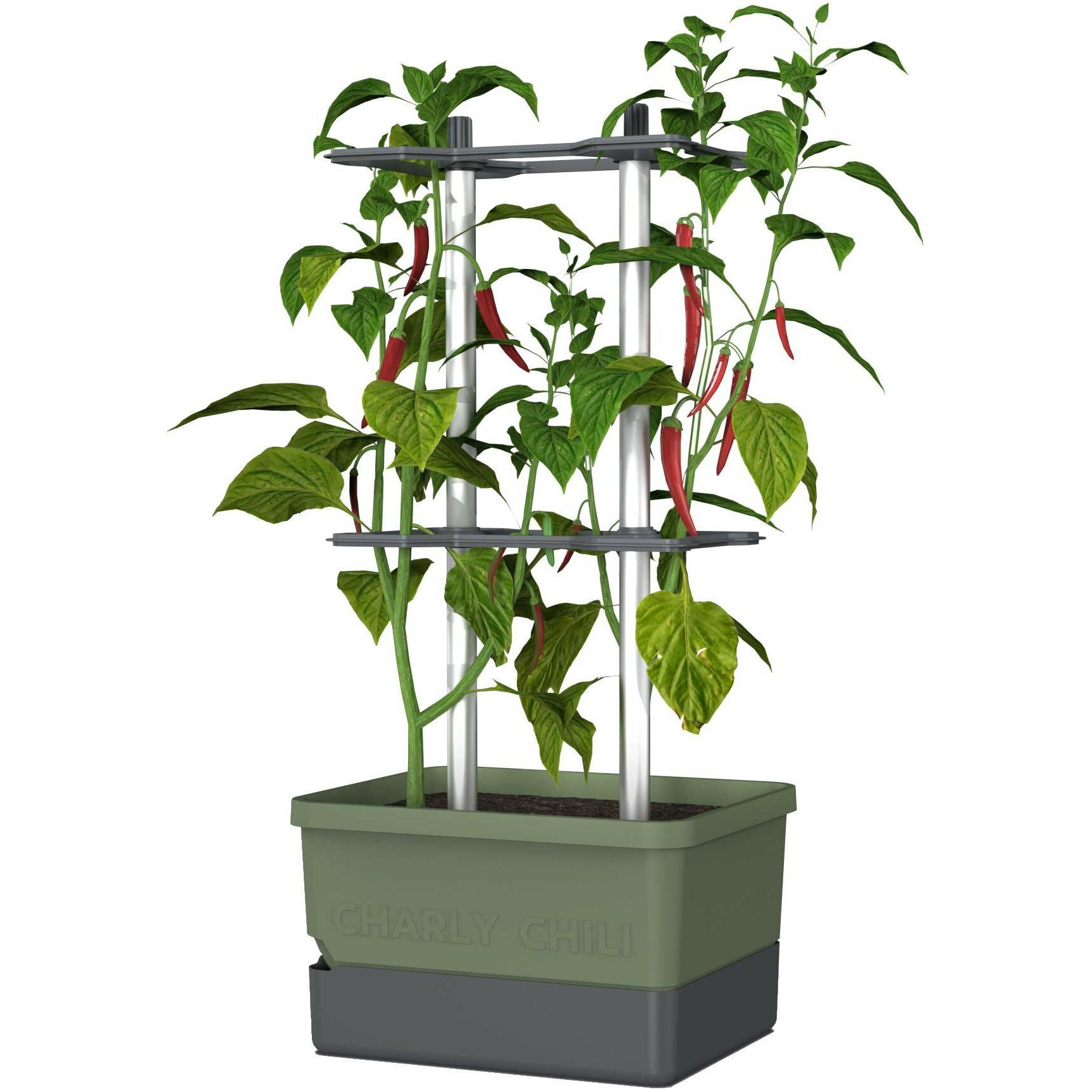 Gusta Garden, Blumentopf, Charly Chili (35 cm)