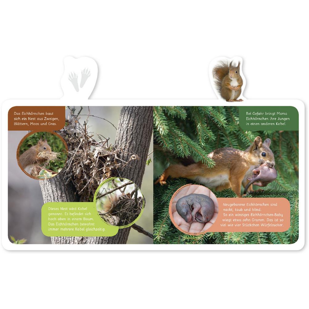 Thumbnail - Das Eichhörnchen, Kinderbücher von Hannah Kastenhuber