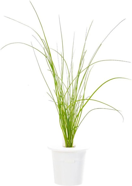 Actual product image Click and Grow Chives (Herb seeds)