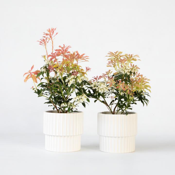 Produktbild Plant in a Box Pieris 'Forest Flame' - 2er Set Schattenglöckchen (25 cm)