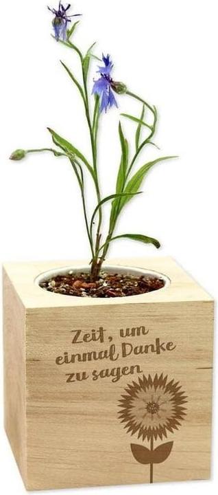 Image du produit Feel Green Célébrations vertes - Bleuet