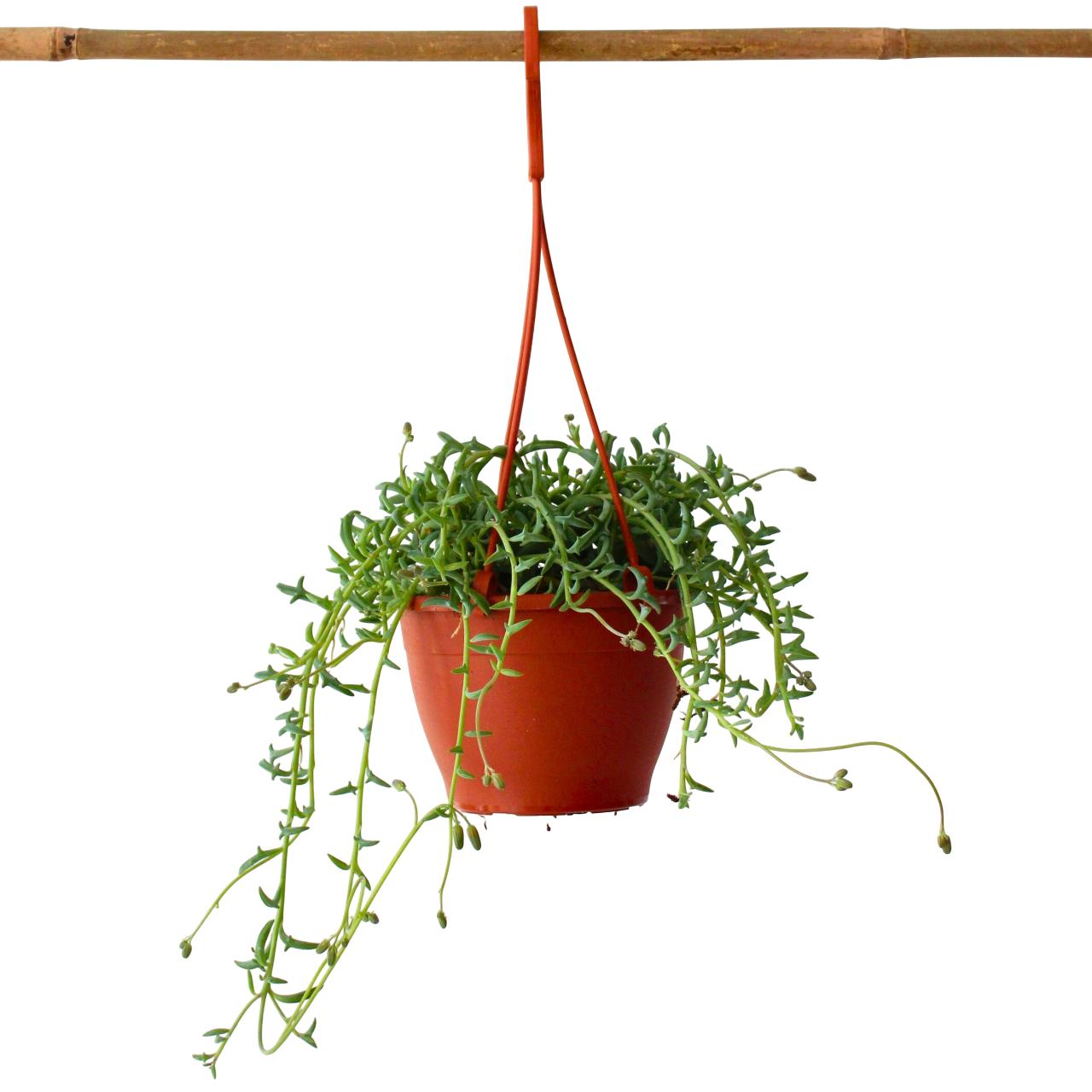 Plant in a Box, Pflanzen, Senecio peregrinus - Delfinpflanze (10 cm)