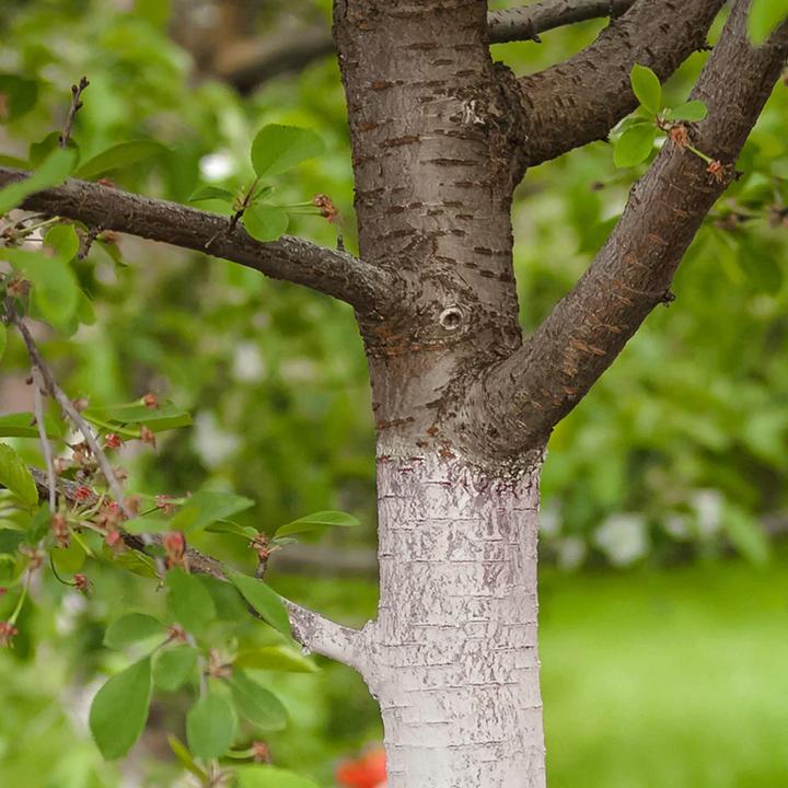 Actual product image Andermatt Biogarten Stammanstrich (Frost moth)