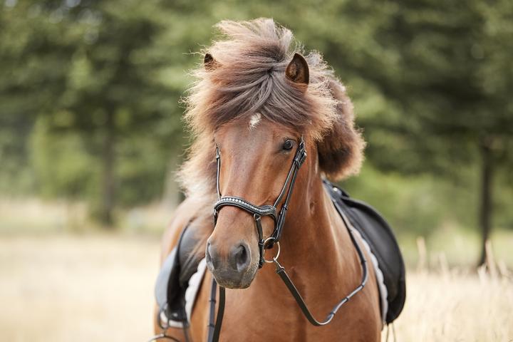 Image du produit Catago Raja icelandic bridle