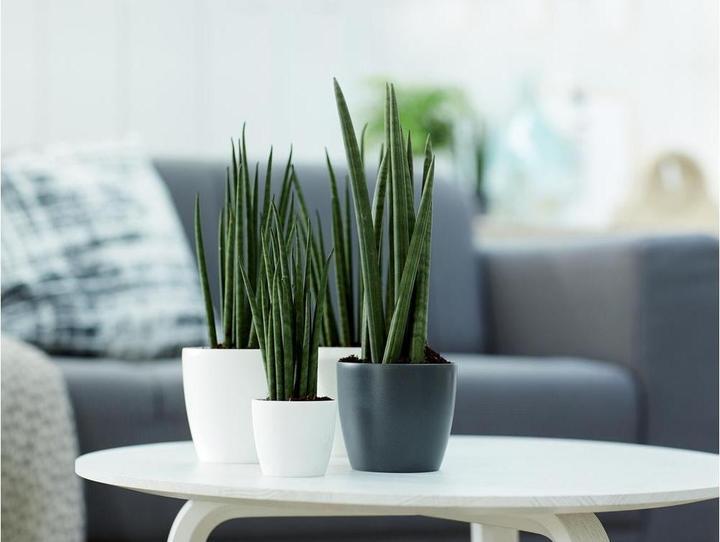 Produktbild Elho Brussels (10 x 10 cm)