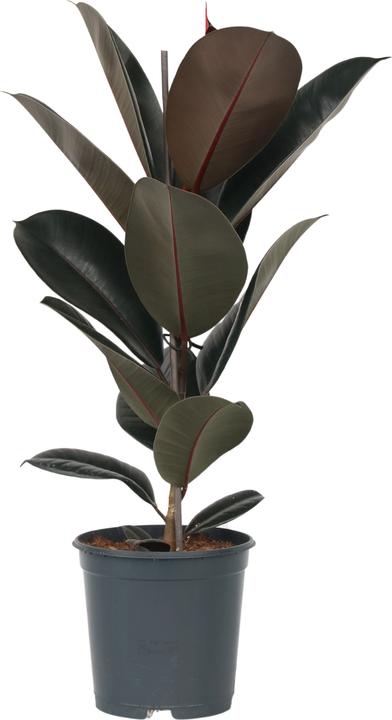 Produktbild Plant in a Box Ficus Elastica Abidjan - Gummibaum (80 cm)