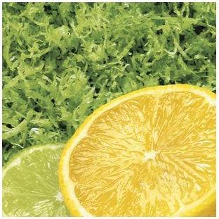 Produktbild Cuisipro 4-Kant-Standreibe