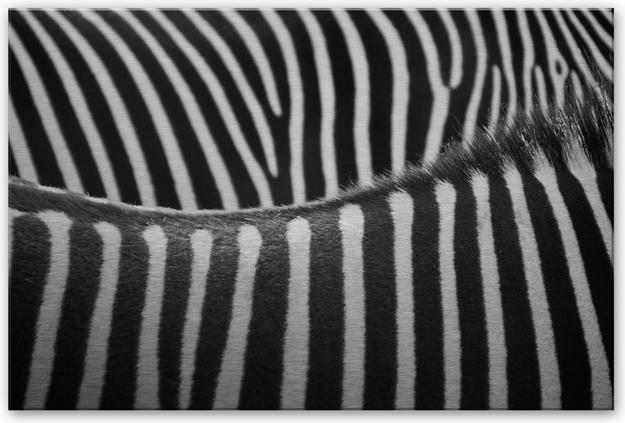 Image du produit Trenddeko motif zébré (100 x 70 cm)