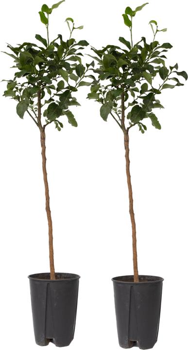 Immagine prodotto Plant in a Box Citrus limon - (100 cm)