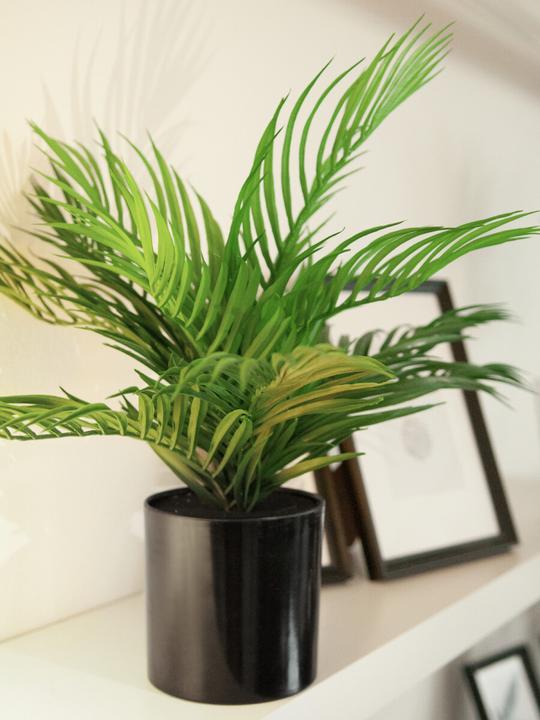 Image du produit Europalms Palmier à fruits d'or (46 cm)