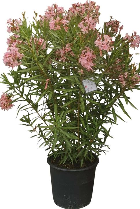 Produktbild Meier Oberzeihen Oleander 50l rosa
