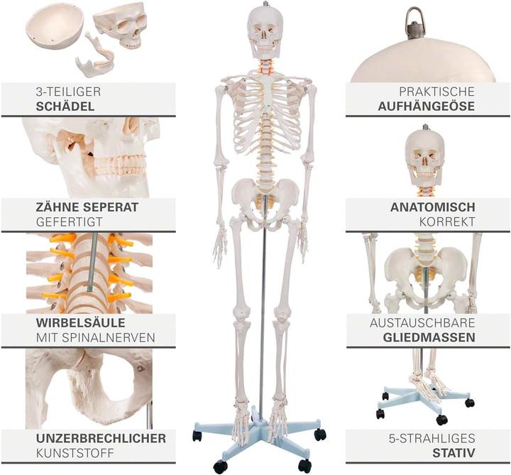 Image du produit Togu Squelette d'écolier 178 cm