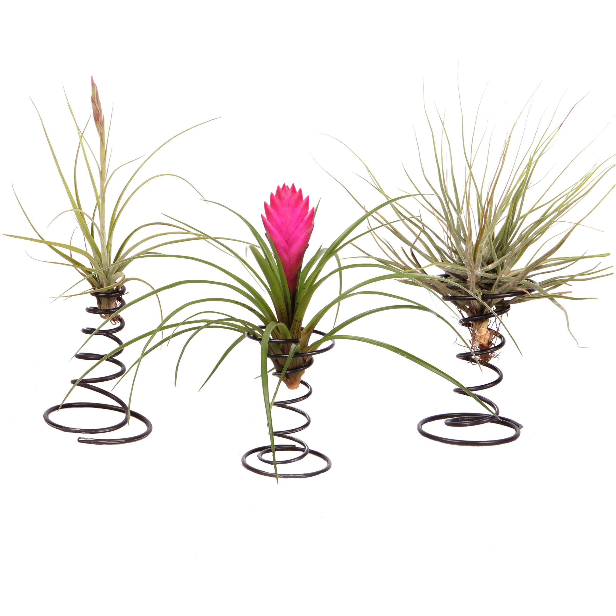 Thumbnail - Plant in a Box, Pflanzen, Tillandsia - 3er Mischung Tillandsien auf dekorativen Spirale (5 cm)