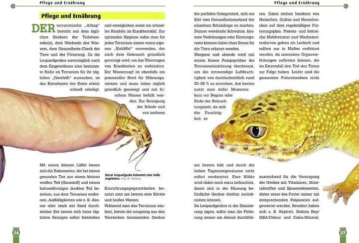 Produktbild Der Leopardgecko (Deutsch, Melanie Hartwig, 2021)