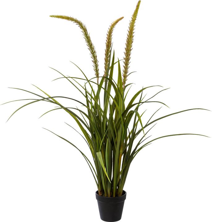 Gasper Miscanthus im Topf (90 cm)