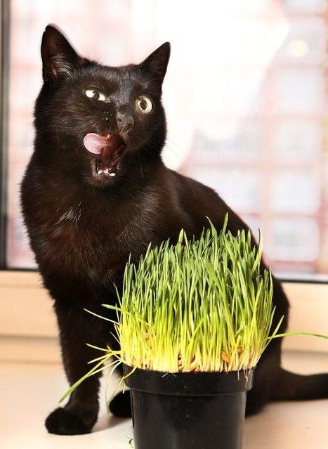 Image du produit Samen Mauser Herbe à chat (Graines d'herbes aromatiques)