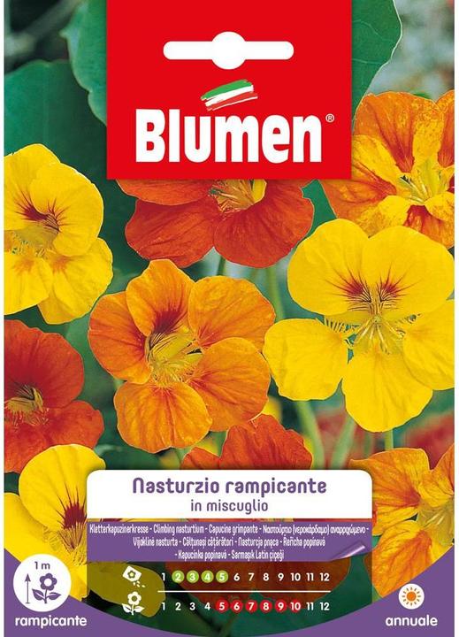 Image du produit Blumen Semences de capucine grimpante Mix (Graines de fleurs)