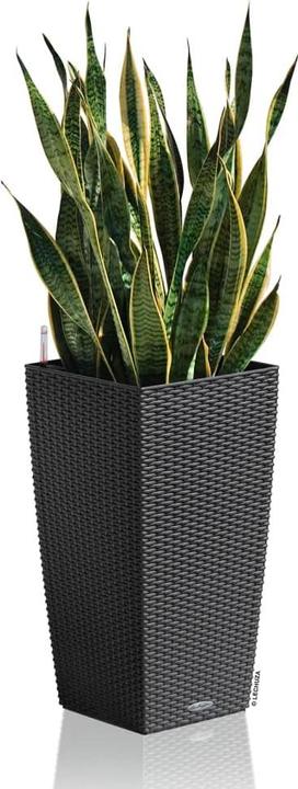 Immagine prodotto Lechuza Cubico Cottage (29.50 cm)