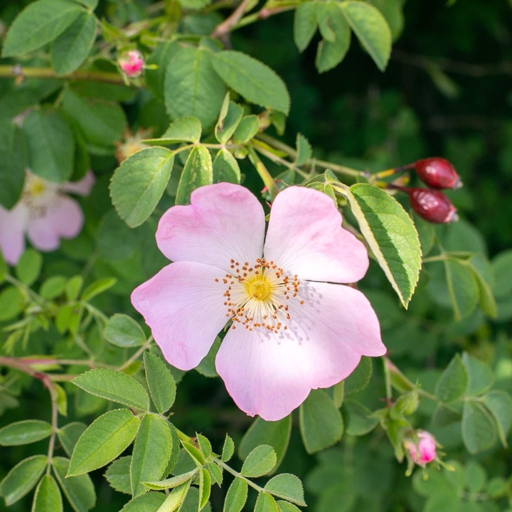 Actual product image Rausch Colour protection sham with wild rose 40ml (40 ml, Liquid shampoo)