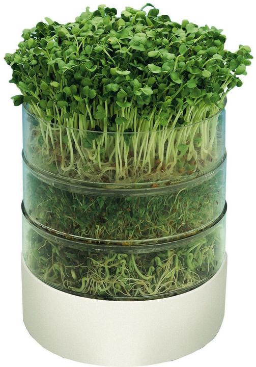Samen Mauser Bioset de germination (Germes)
