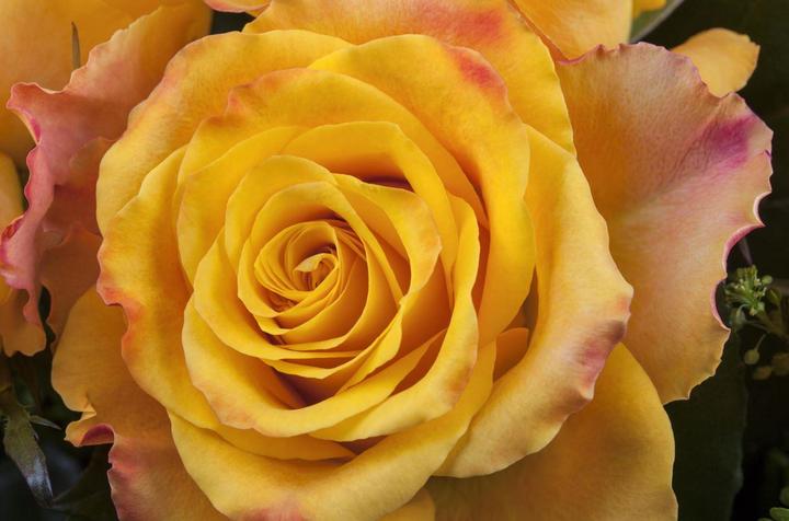 Actual product image 14 Ecuador roses, 60 cm, orange (Cut flowers)