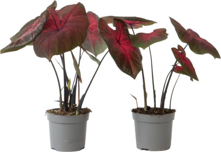 Produktbild Plant in a Box Caladium Postman Joyner - 2er-Set Arum (25 cm)