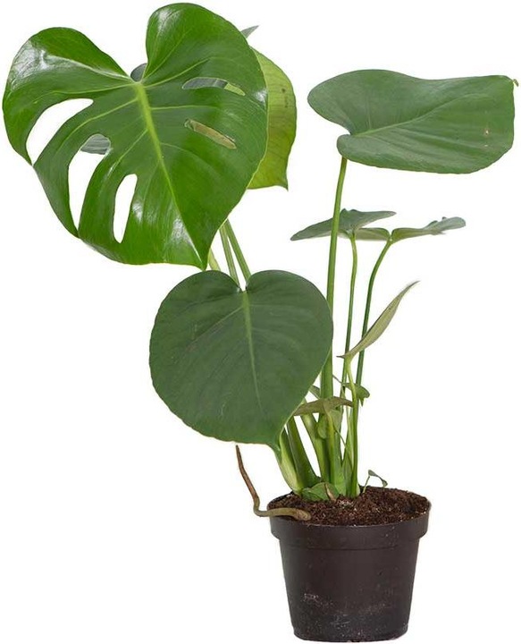 Produktbild VEG and the City Liberia (75 cm)