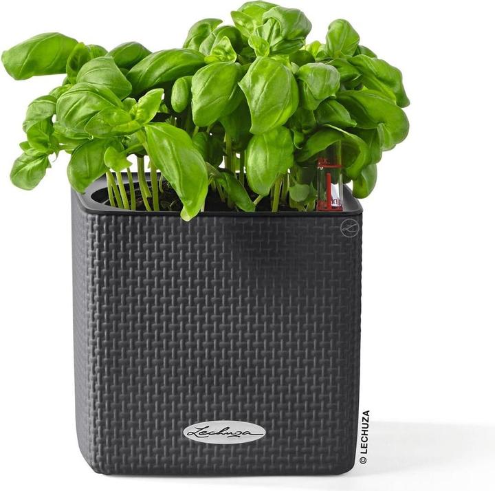 Image du produit Lechuza Couleur du cube (14 x 14 x 13.50 cm)