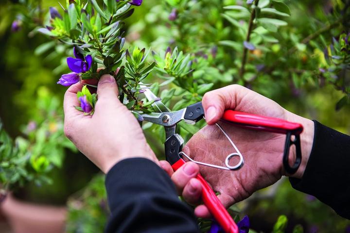 Produktbild Felco 322 Ernte-/ Leseschere