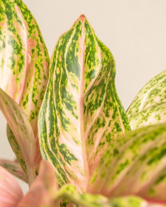 Actual product image feey Aglaonema Cocomelon (35 cm, Freshly repotted)