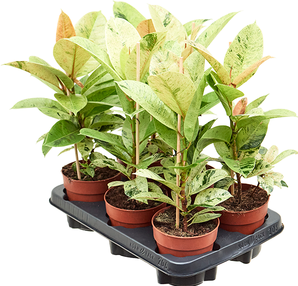 Image du produit Mahaloplants Ficus elastica Schrijveriana (25 cm)