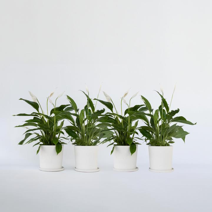 Actual product image Plant in a Box Spathiphyllum Lima - set of 4 monocots (60 cm)