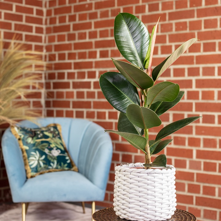 Actual product image Flowerbox Rubber tree - Ficus elastica Robusta (50 cm)