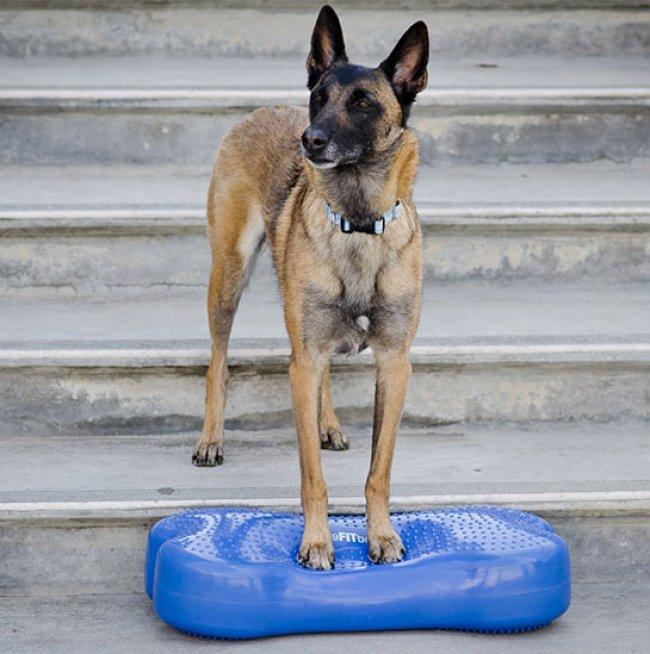 Produktbild FitPaws K9 Fitbone (Agility)